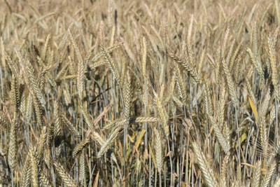 Farmers inspecting mature wheat crop ready for harvest.
