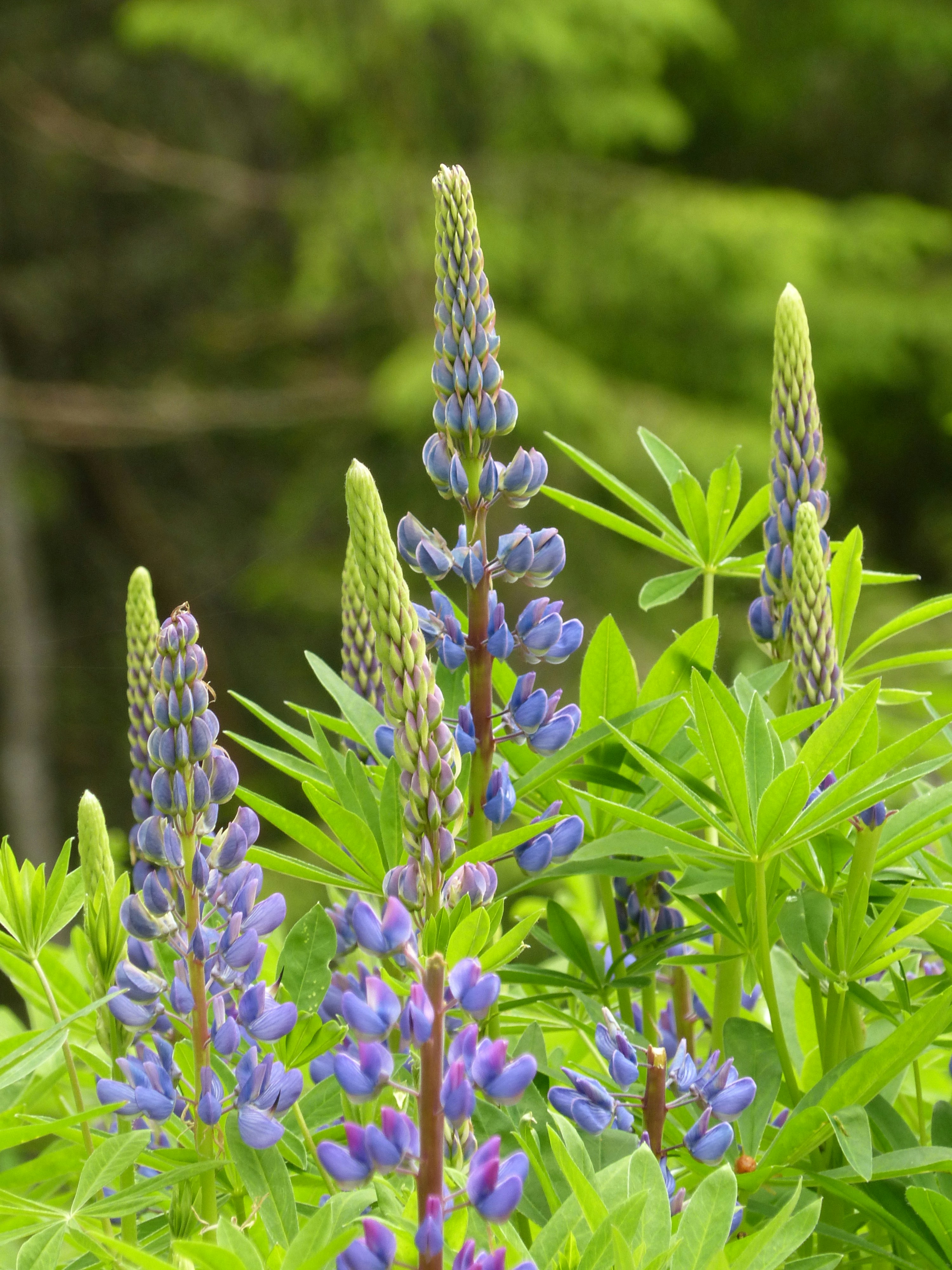 purple flowers in tilt shift lens