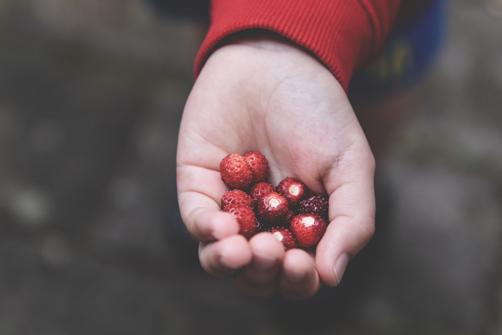 red round fruits on persons hand