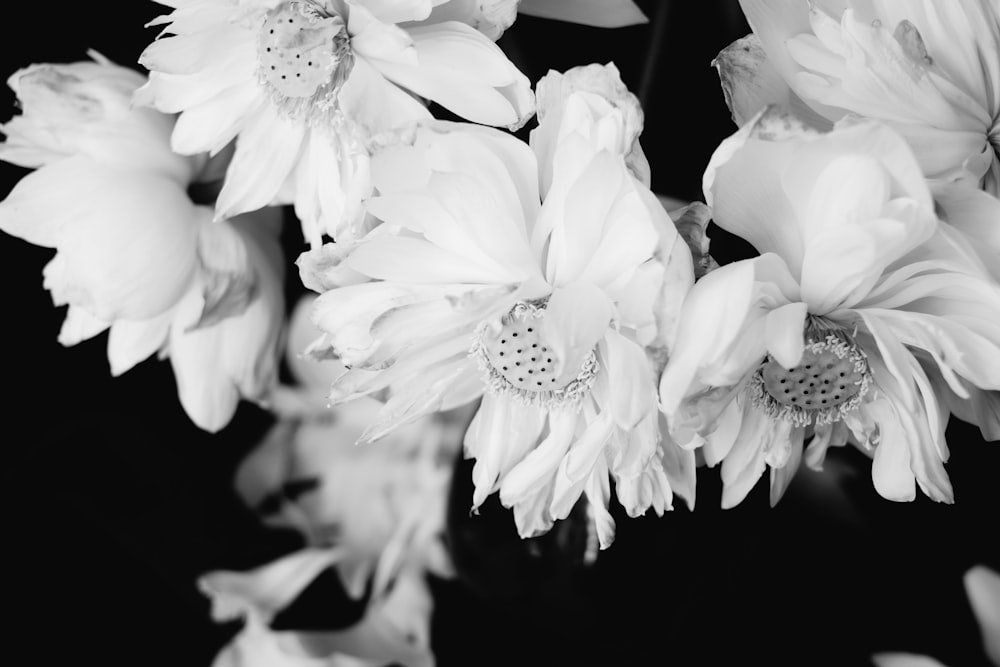 flores blancas en fondo negro