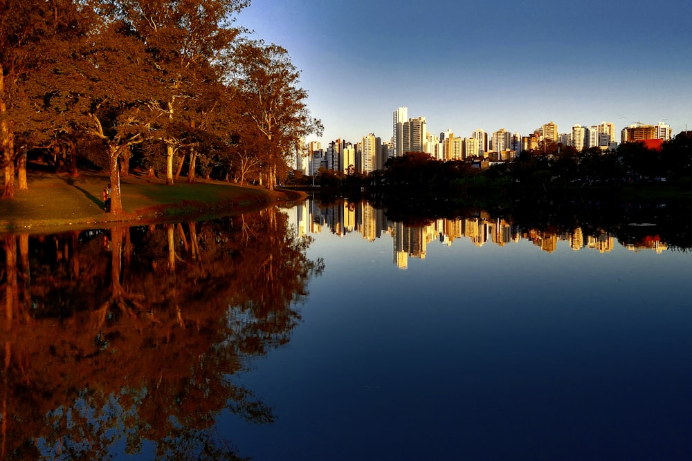 brown trees near body of water during daytime