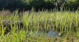 Researchers collecting water samples from a wetland for biodiversity studies.