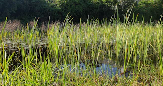 Community members working together to revitalize a wetland with water plants and native species.