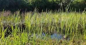 Restoration work in progress at a wetland site, with local experts planting native species.
