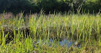 A wetland area is filled with tall green reeds, and the water surface reflects the surrounding vegetation. Dense, leafy trees and bushes create a lush backdrop, indicating a vibrant ecosystem.