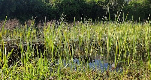 A wetland area with diverse plants and birds thriving.