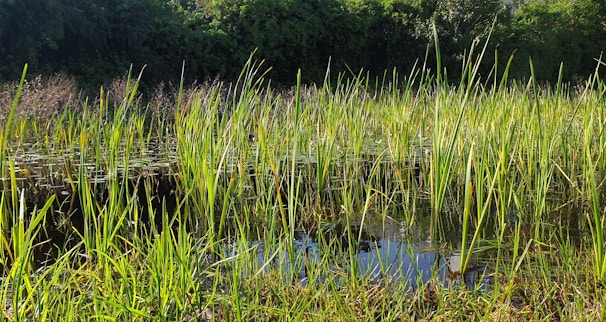 A wetland area is filled with tall green reeds, and the water surface reflects the surrounding vegetation. Dense, leafy trees and bushes create a lush backdrop, indicating a vibrant ecosystem.