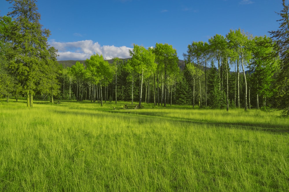 campo di erba verde e alberi verdi sotto il cielo blu durante il giorno