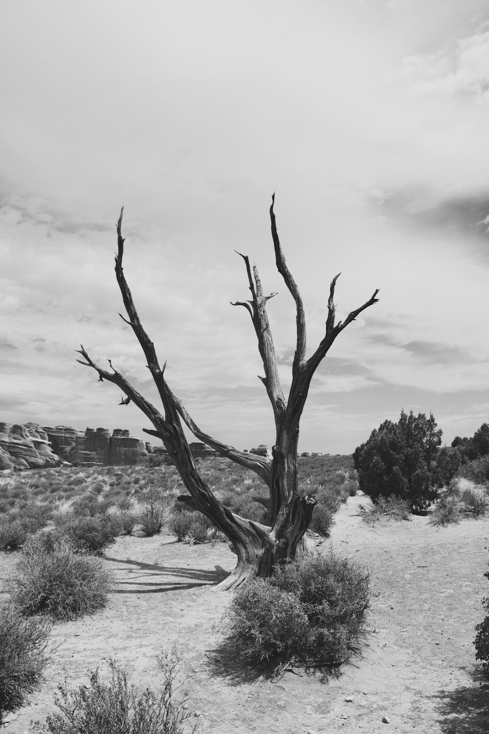 grayscale photo of leafless tree