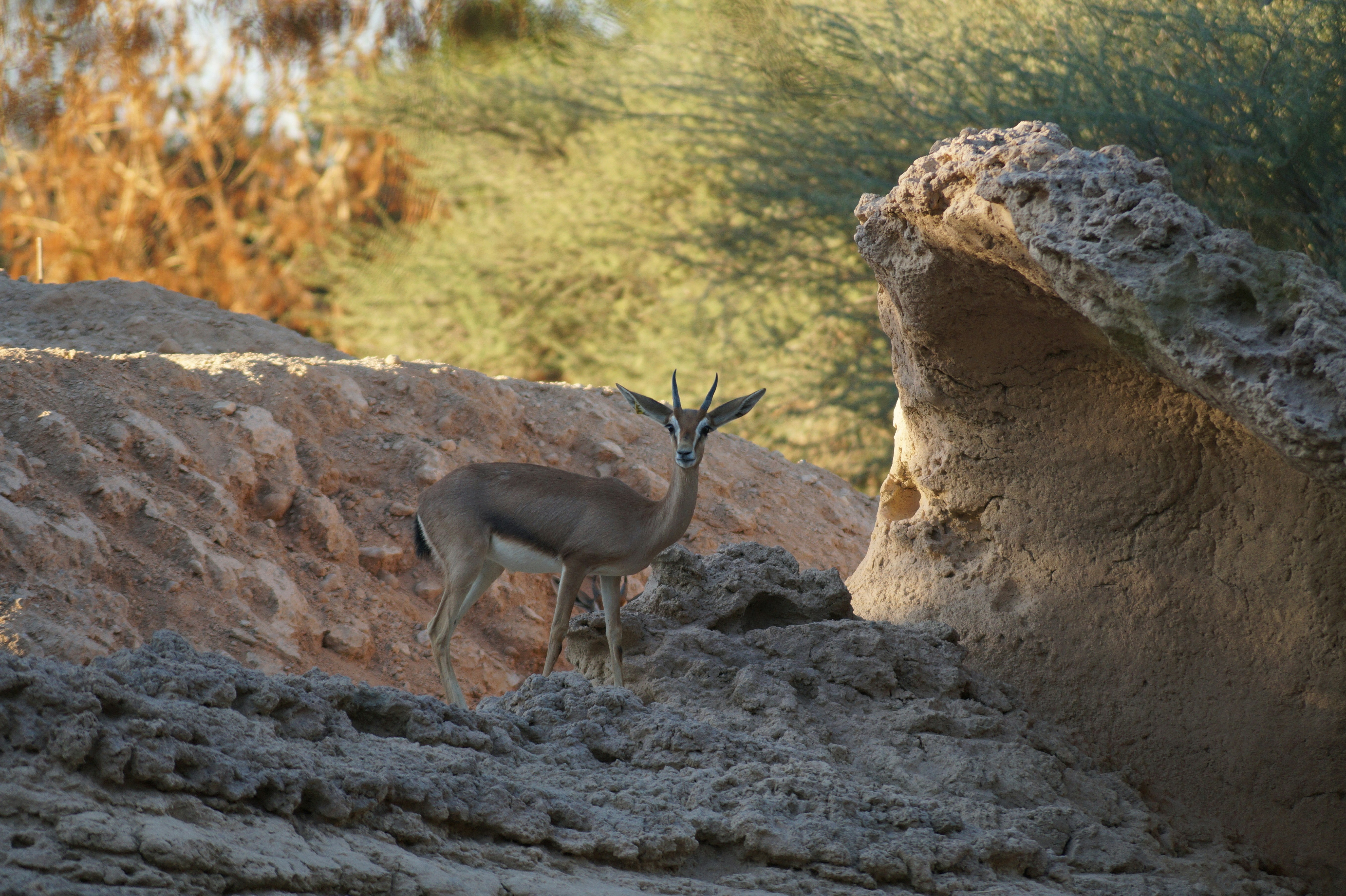 brown deer on brown rock during daytime