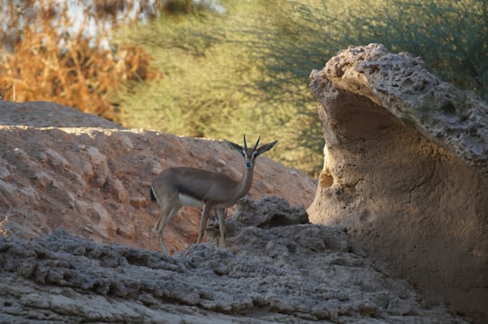 brown deer on brown rock during daytime in Al Ain Zoo United Arab Emirates