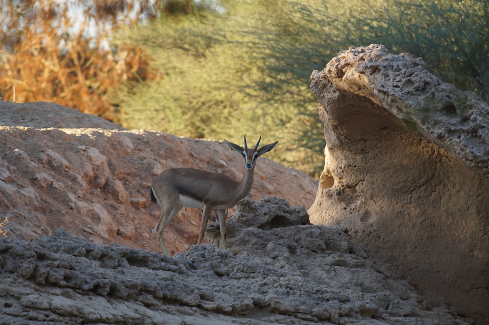 Cervo bruno su roccia marrone durante il giorno