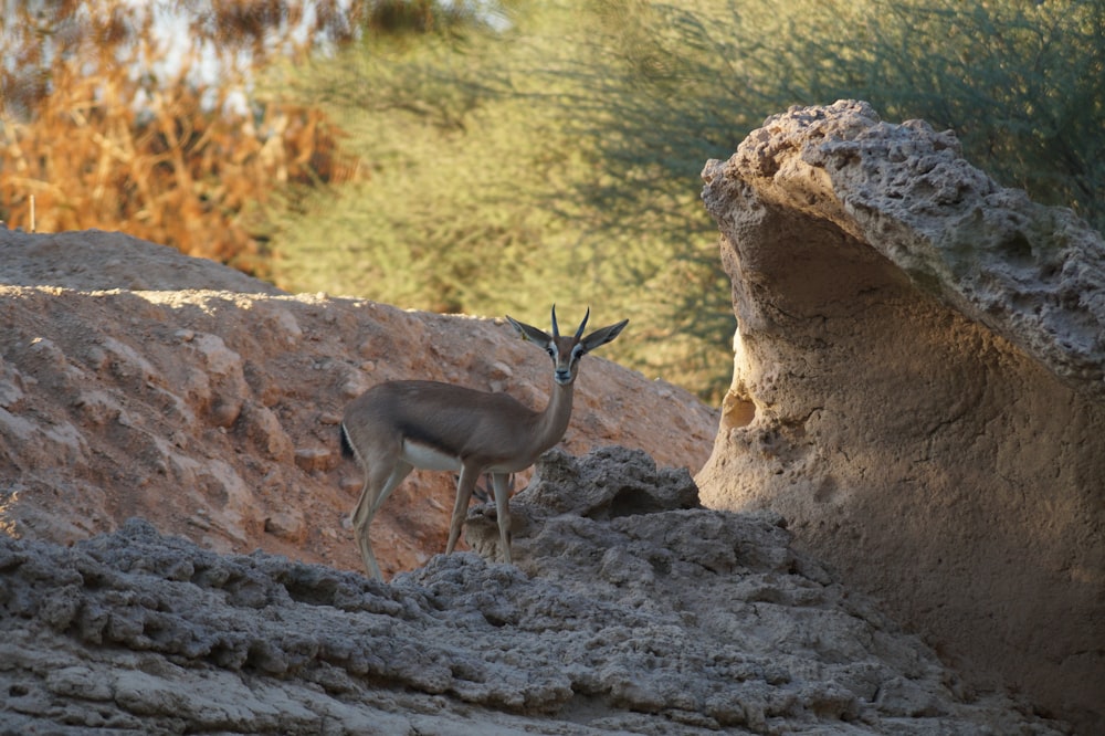 brown deer on brown rock during daytime