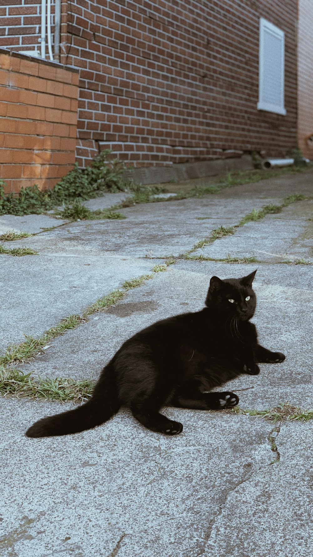 black cat on gray concrete floor