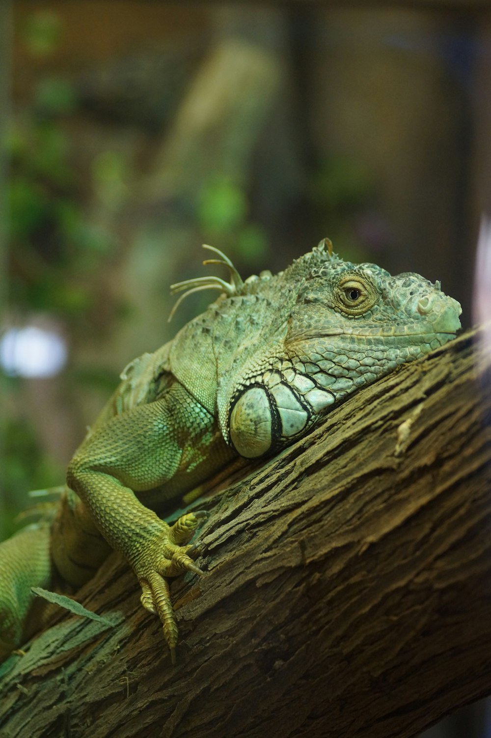 Iguana verde y blanca sobre madera marrón