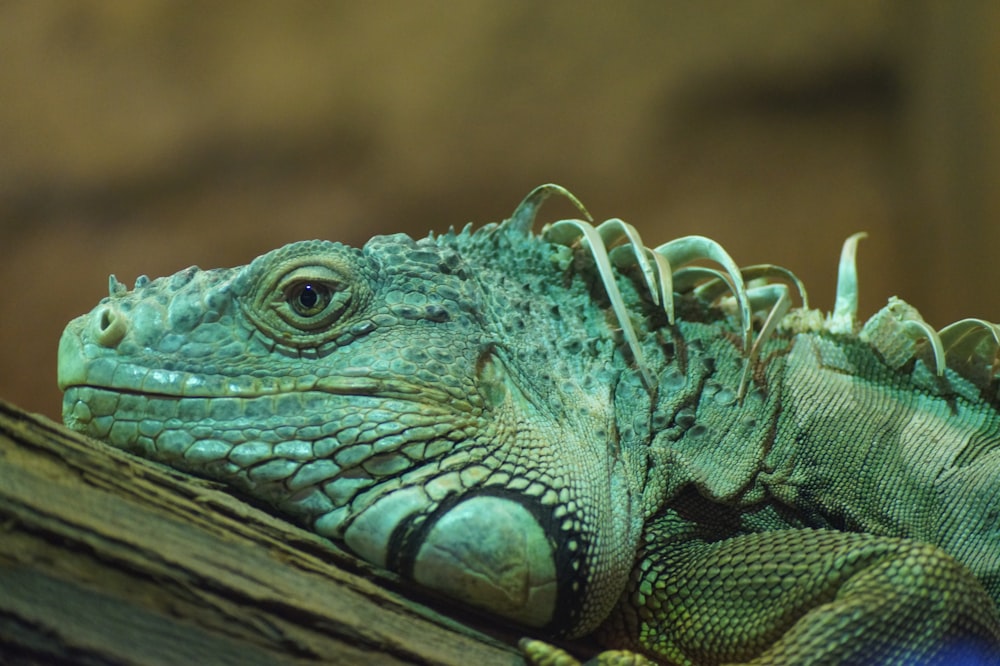 green and black iguana on brown wood