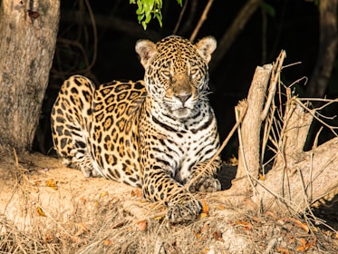 A jaguar lounges on a sunlit tree trunk in a natural setting. Its fur showcases a distinctive pattern of black rosettes against a golden-yellow background. The animal's gaze is directly forward, giving a sense of alertness and poise. Surrounding the jaguar are tree branches and dry foliage, hinting at a forest environment.