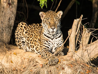 A jaguar lounges on a sunlit tree trunk in a natural setting. Its fur showcases a distinctive pattern of black rosettes against a golden-yellow background. The animal's gaze is directly forward, giving a sense of alertness and poise. Surrounding the jaguar are tree branches and dry foliage, hinting at a forest environment.