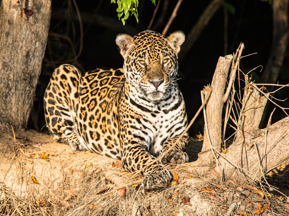 Pantanal