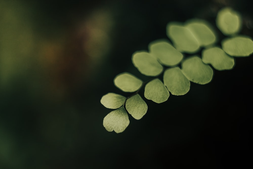 green plant in tilt shift lens