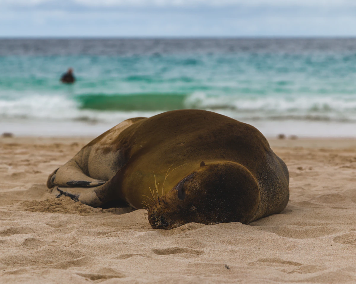 Imagen de inspiración para Galápagos