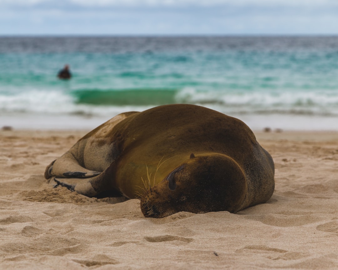 travelers stories about Beach in Playa Mann, Ecuador