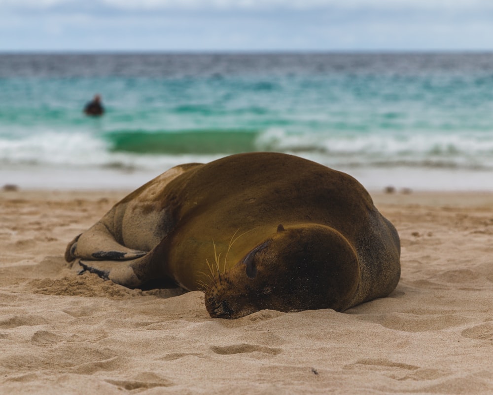 sea lion on beach shore during daytime