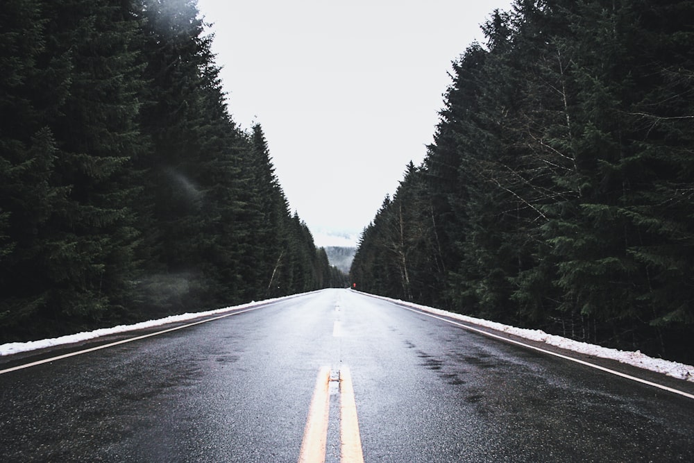 昼間の緑の木々の間の黒いアスファルト道路