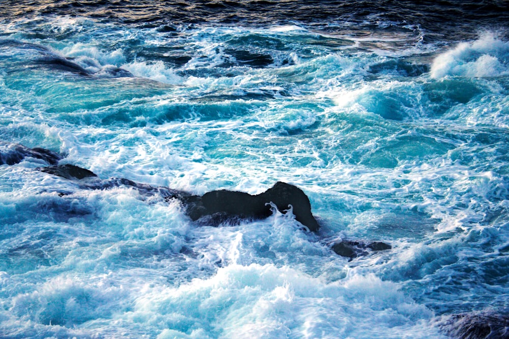 Labrador Retriever negro en el agua