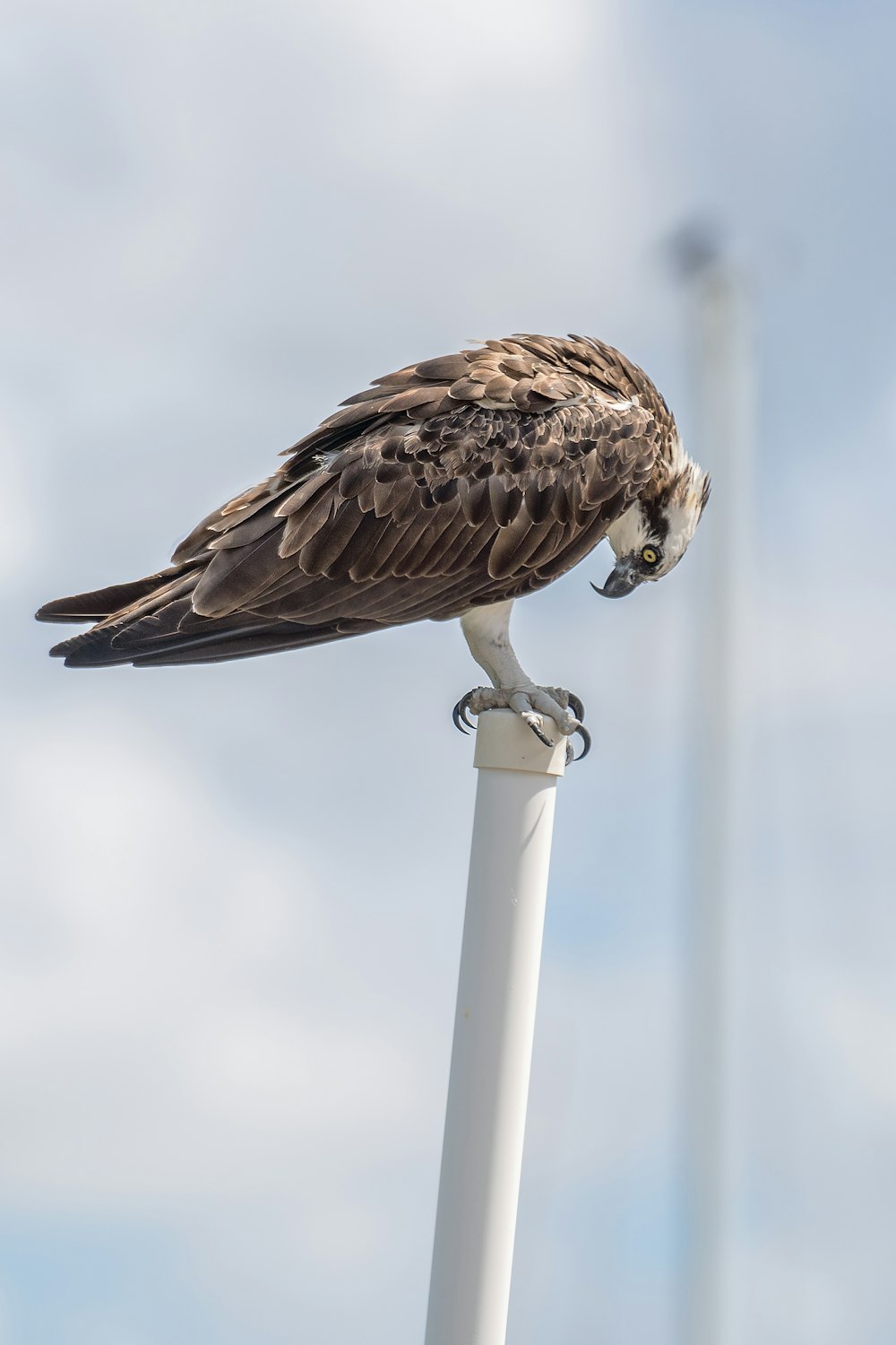 brown and black bird on white metal bar during daytime