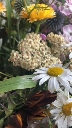 Delicate floral montage showcasing the diversity of seasonal blooms.