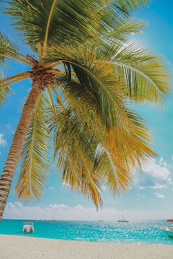 green palm tree under blue sky during daytime