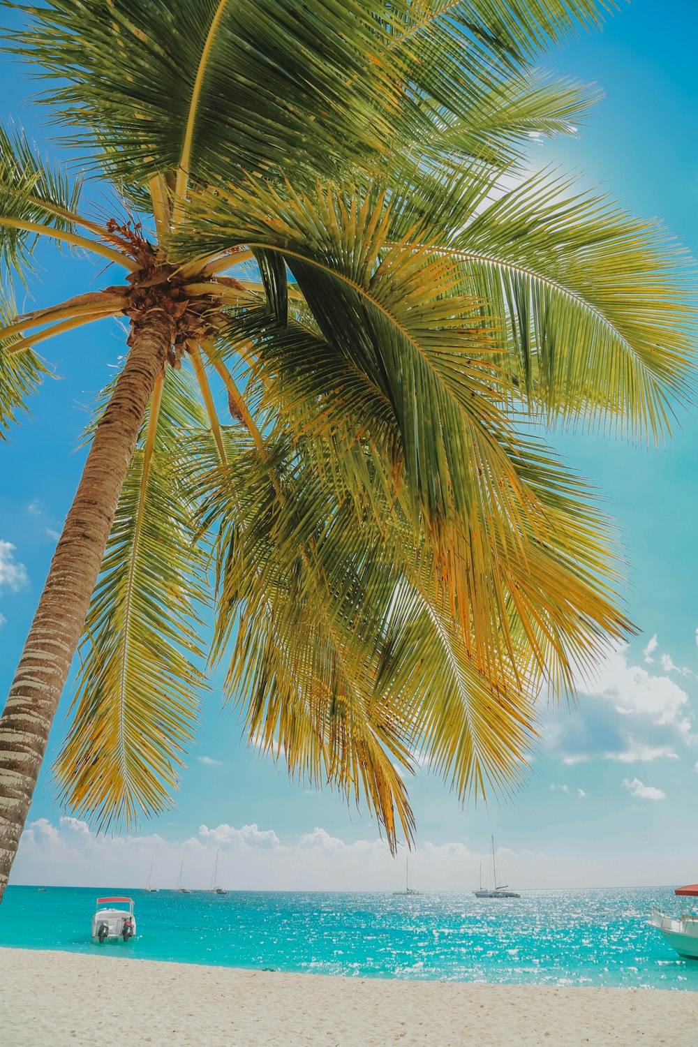 Palmera verde bajo el cielo azul durante el día