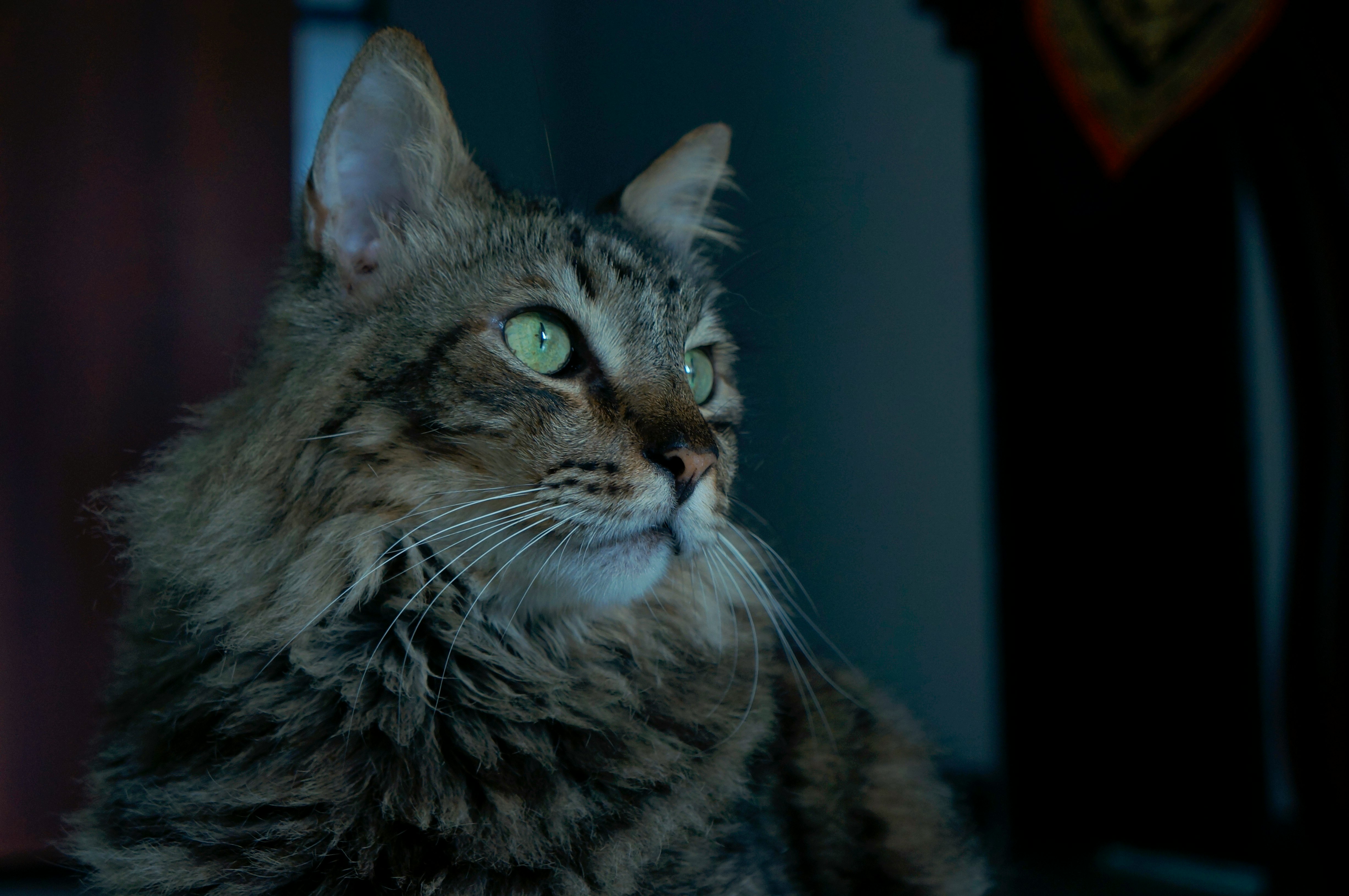 brown tabby cat looking at the camera