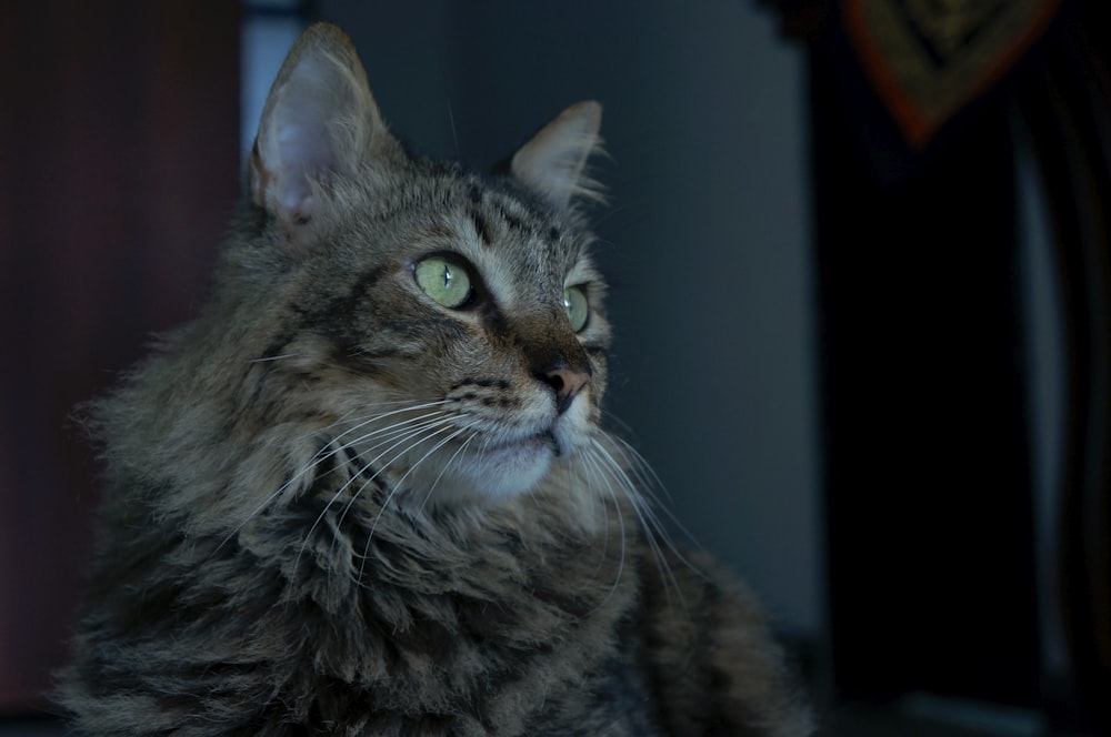 brown tabby cat looking at the camera