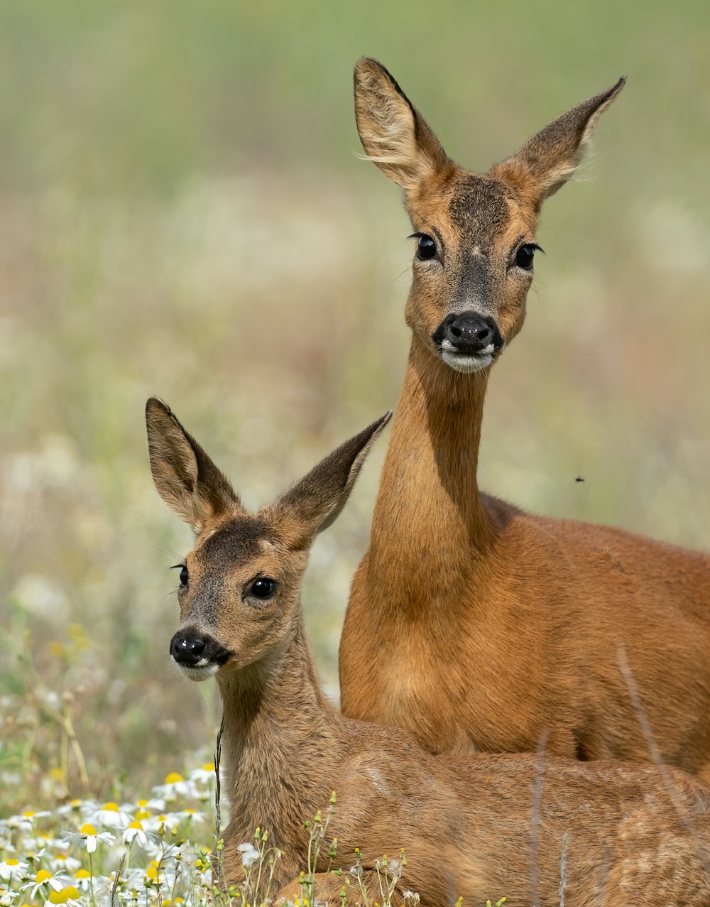 brown deer on white flower field during daytime