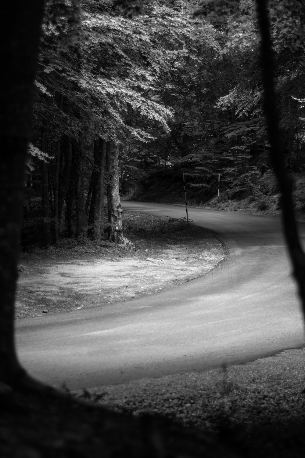 grayscale photo of road in between trees