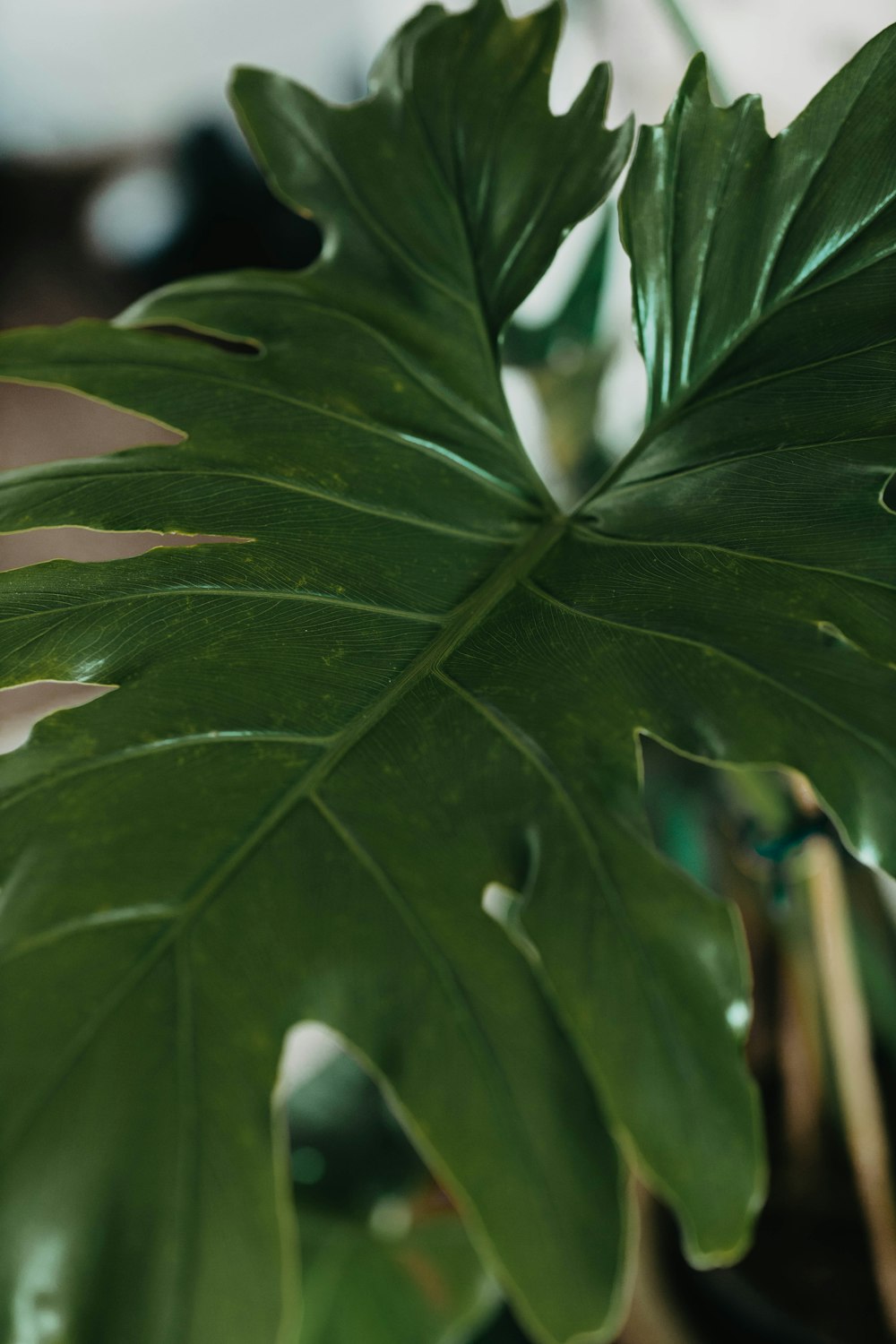 green leaves in macro lens