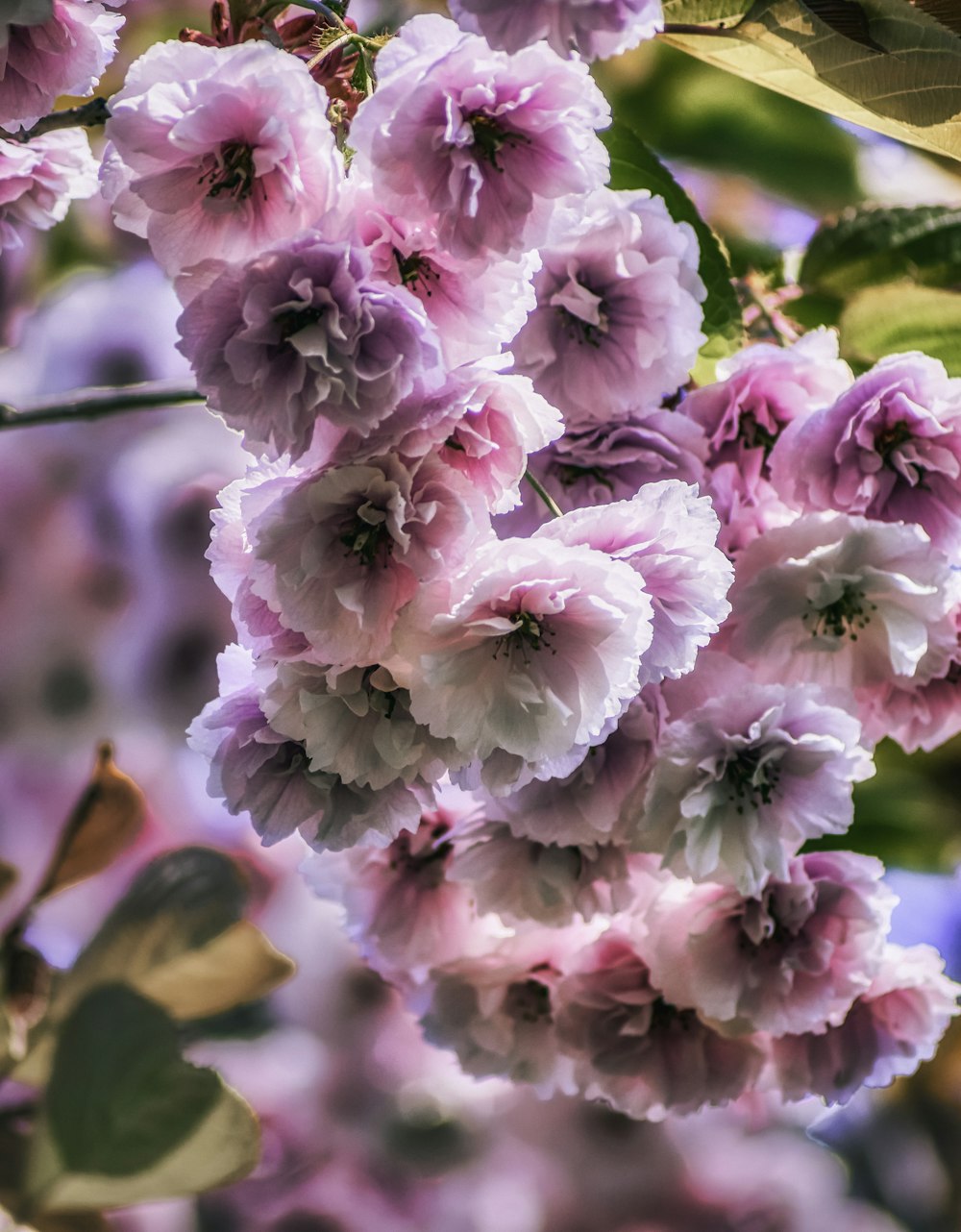 pink and white flower in tilt shift lens