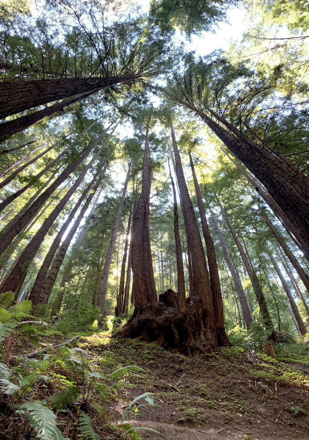 low angle photography of green trees