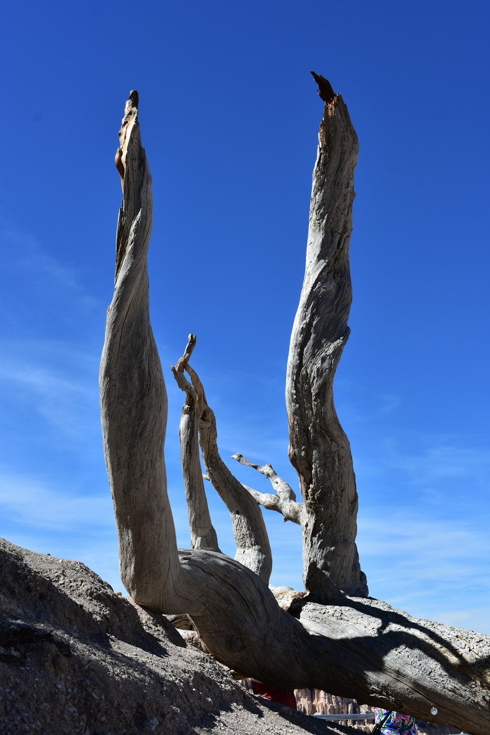 brown tree trunk on gray rock formation during daytime