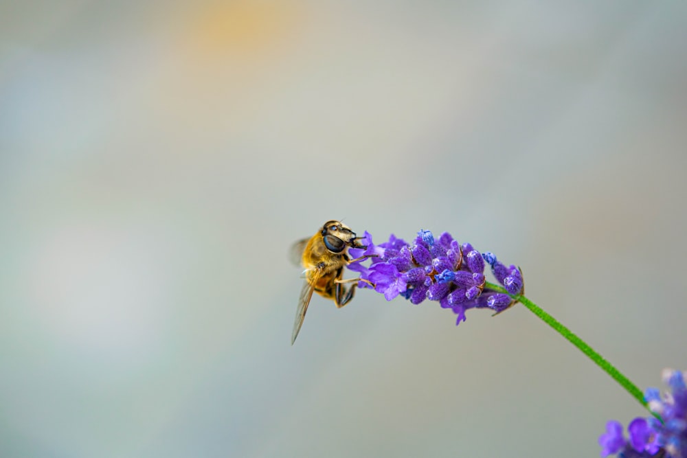 yellow and black bee on purple flower