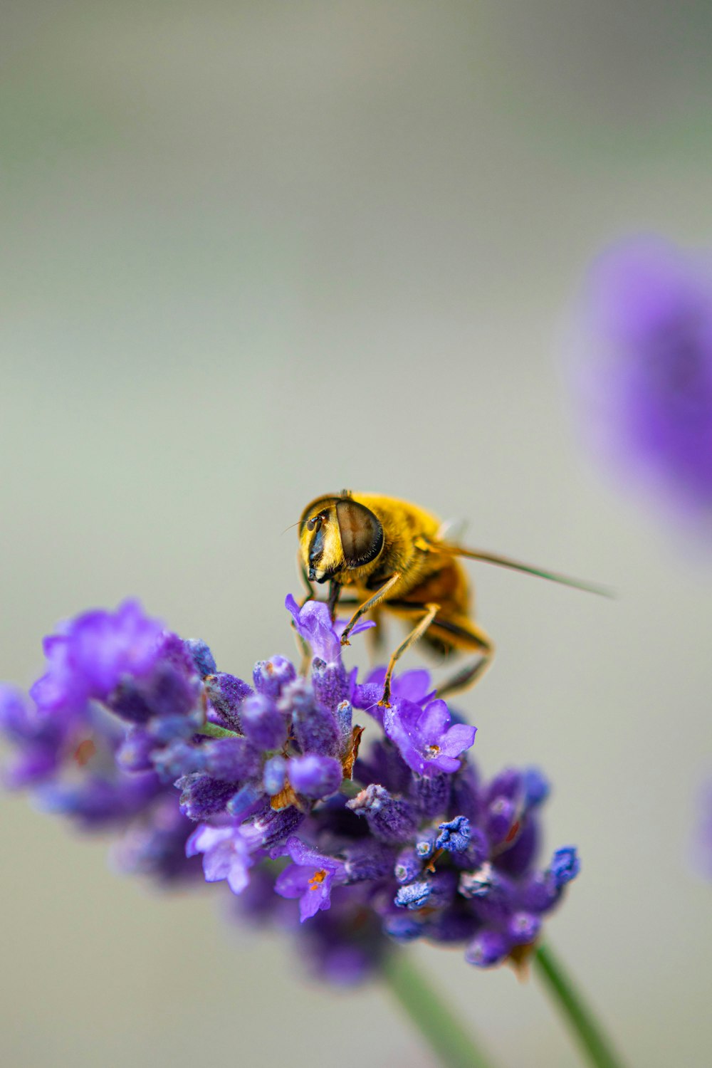 yellow and black bee on purple flower