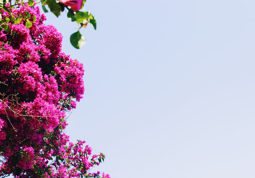 purple flowers under white sky