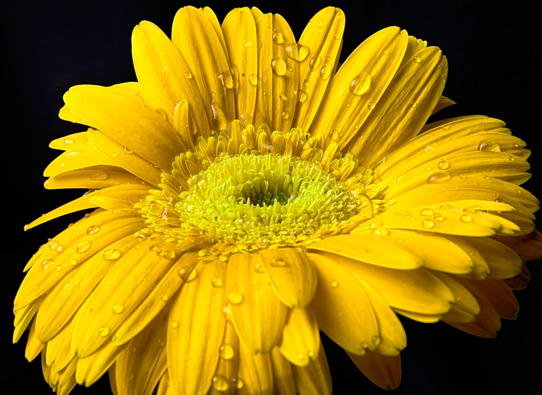 yellow flower in close up photography