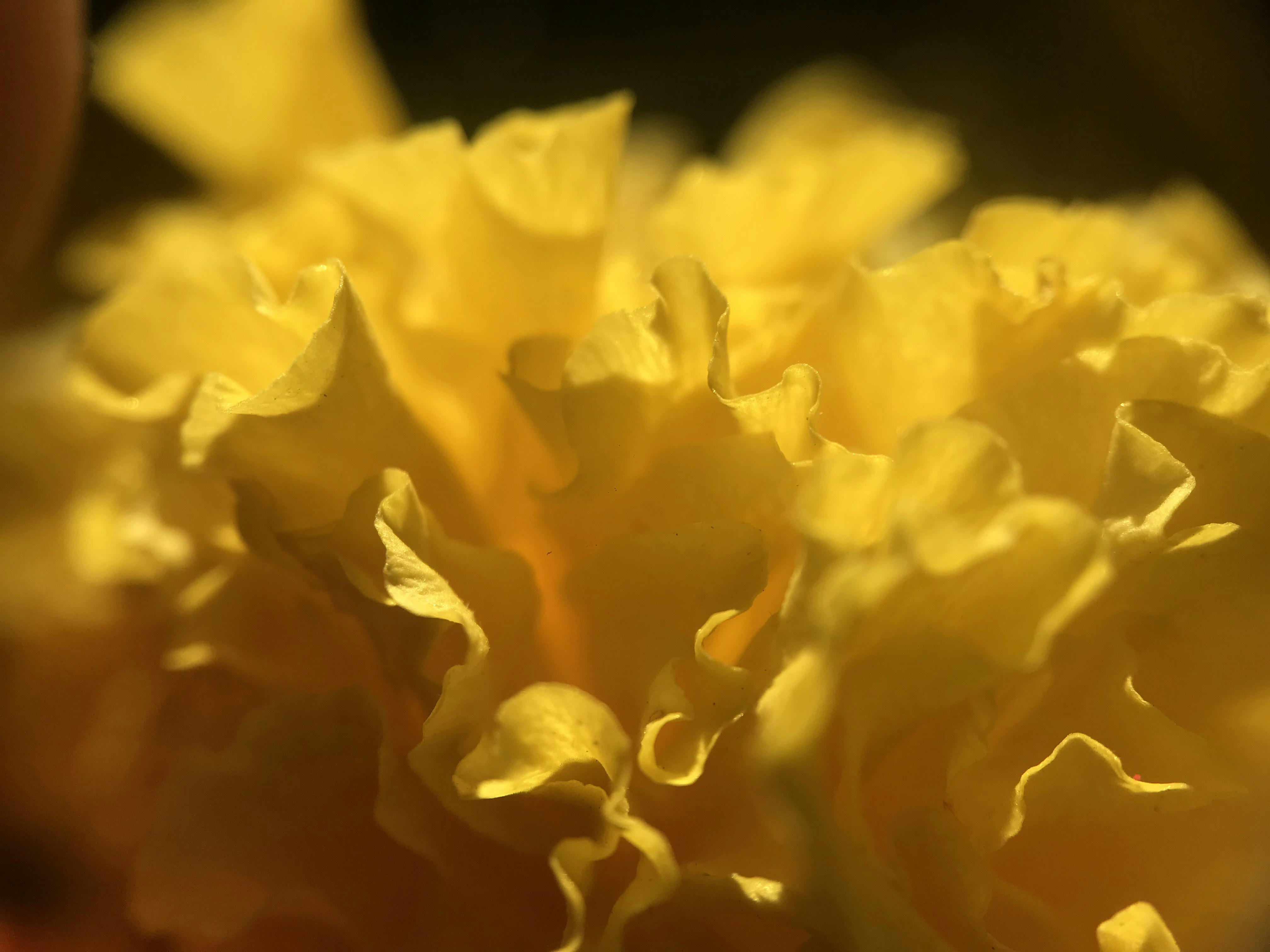 yellow flower in close up photography