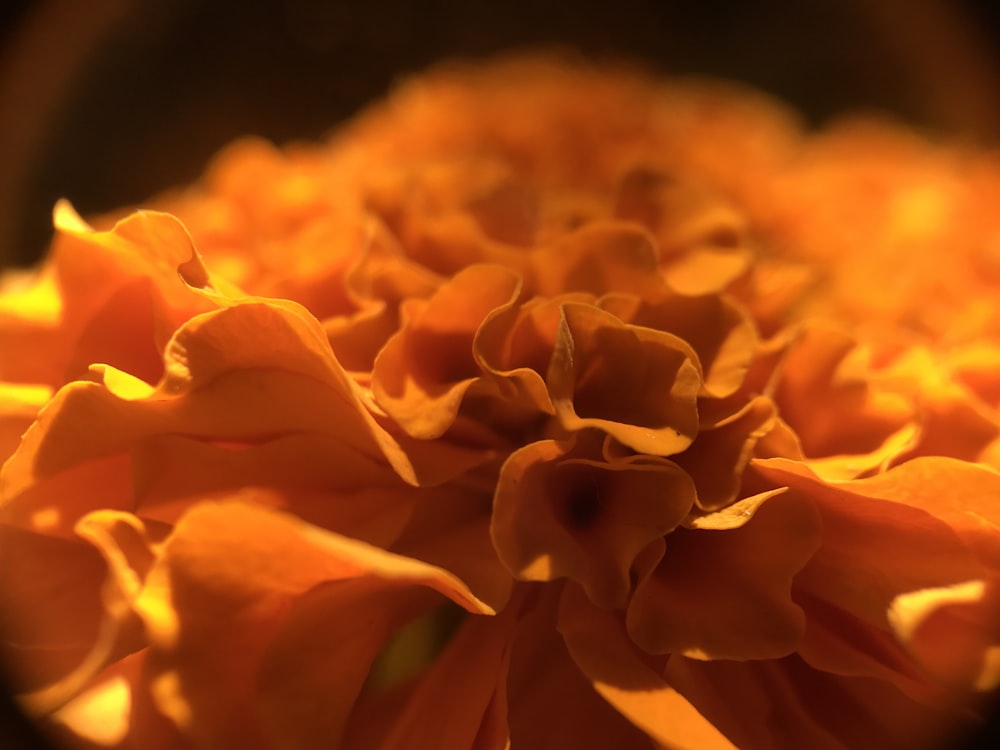 yellow flower in macro shot