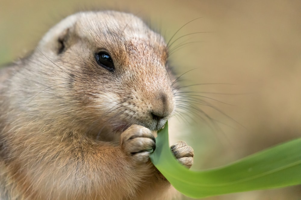 brown and white rodent on green leaf