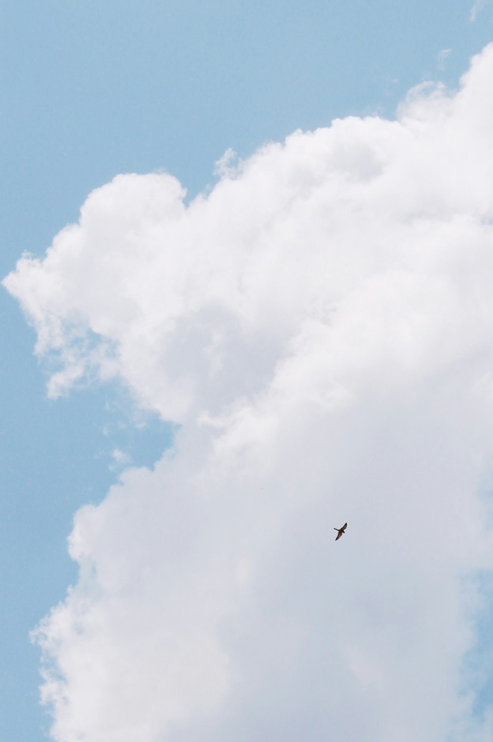 Schwarzer Vogel fliegt tagsüber unter blauem Himmel