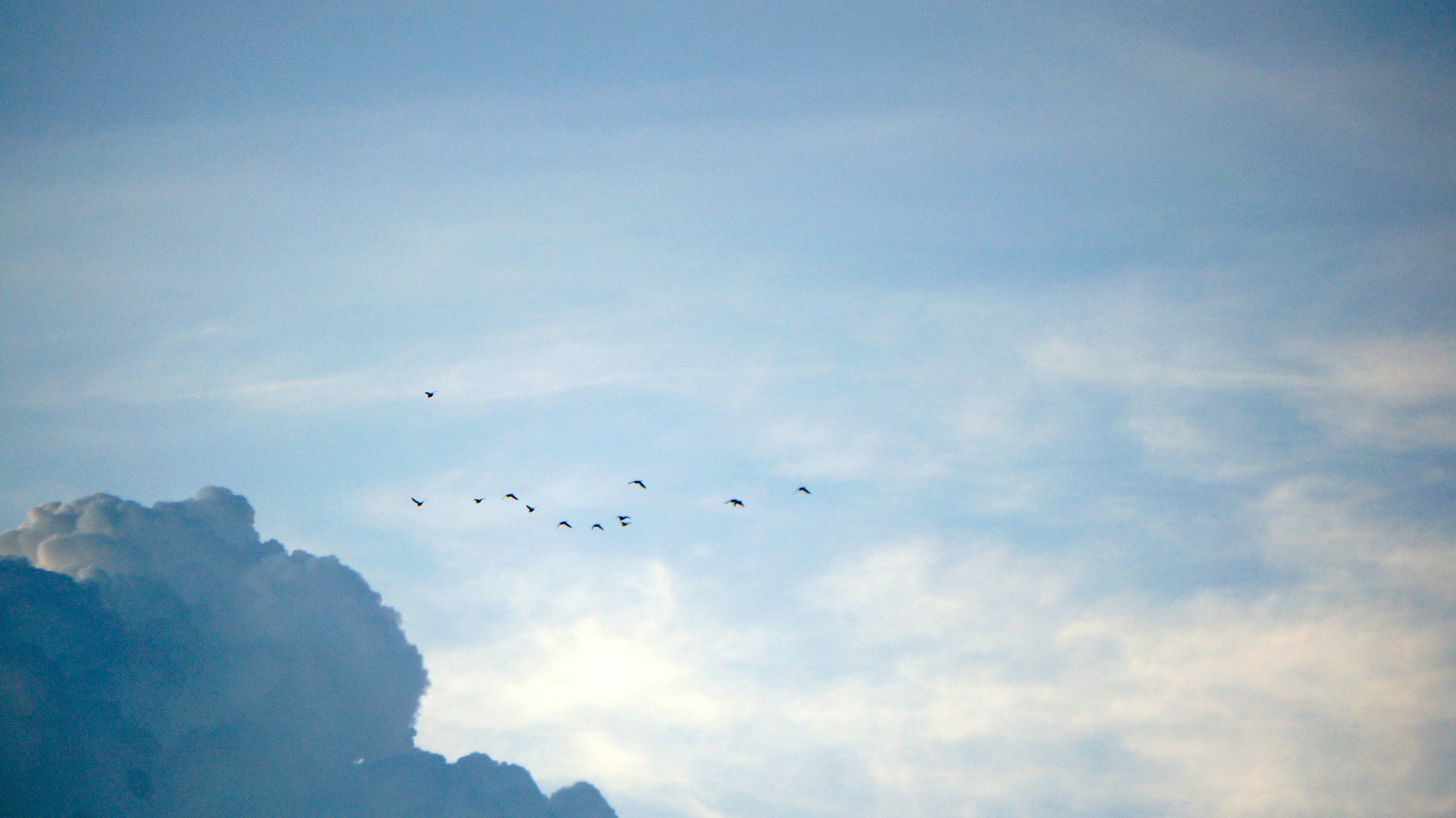 birds flying over the mountain during daytime